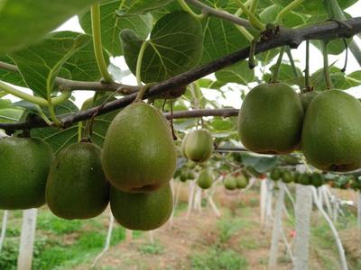 四川綿陽安州區紅心獼猴桃 優質果品，批發價僅5.00元/斤