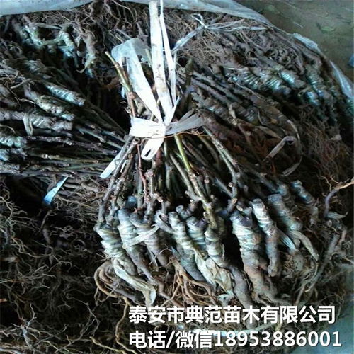 布魯諾獼猴桃苗市場全解析 銷售渠道、價格與產(chǎn)業(yè)發(fā)展